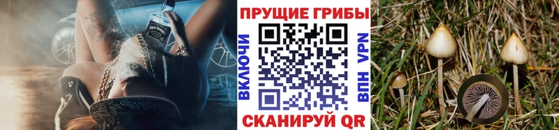 Галлюциногенные грибы ЛСД  Купить где  Данилов 